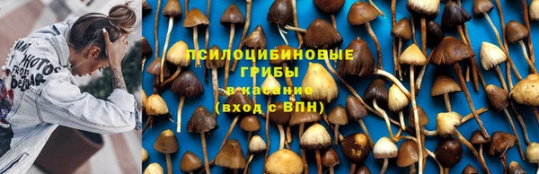 индика Белокуриха